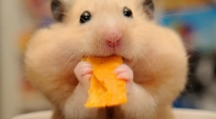 Fructe pentru hamster, ce fructe pot primi hamsteri